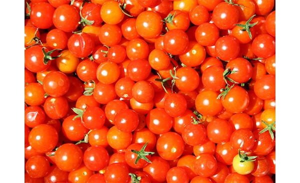 Centre procures Tomato under Price Stabilisation Fund to bring relief to consumers