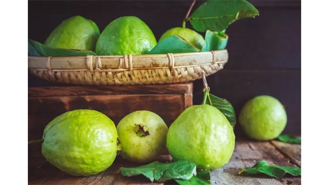 Benefits of chewing on guava leaves thrice a week